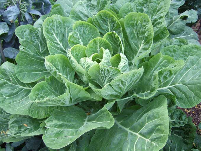 Collard greens