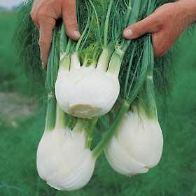 fennel