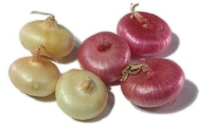 cipolini