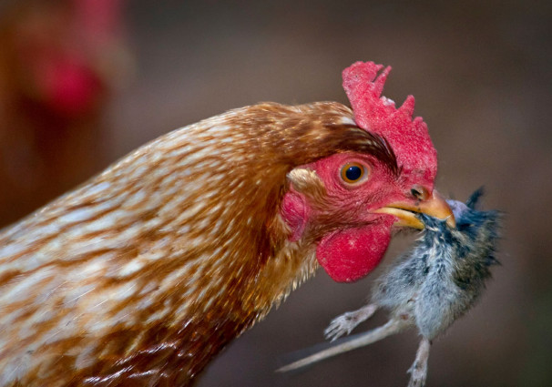 Omnivorous-Chicken