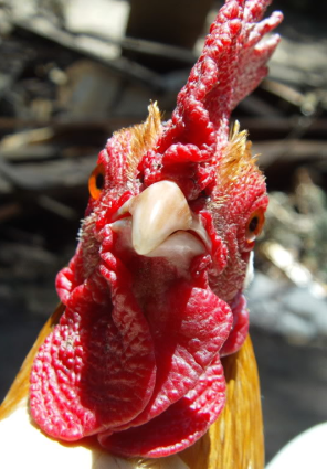 chicken guide eggs poultry