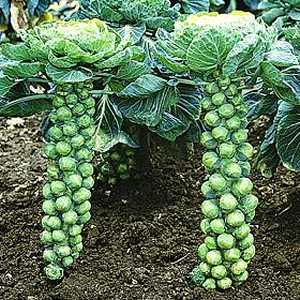 brussels-sprouts