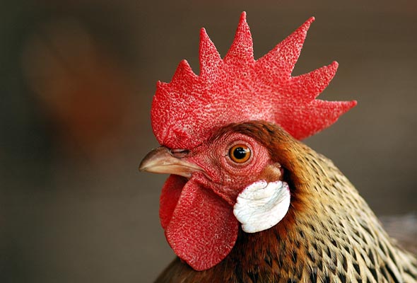 chicken-head