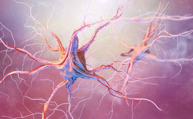Nervous System