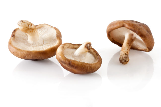 Shiitake mushroom